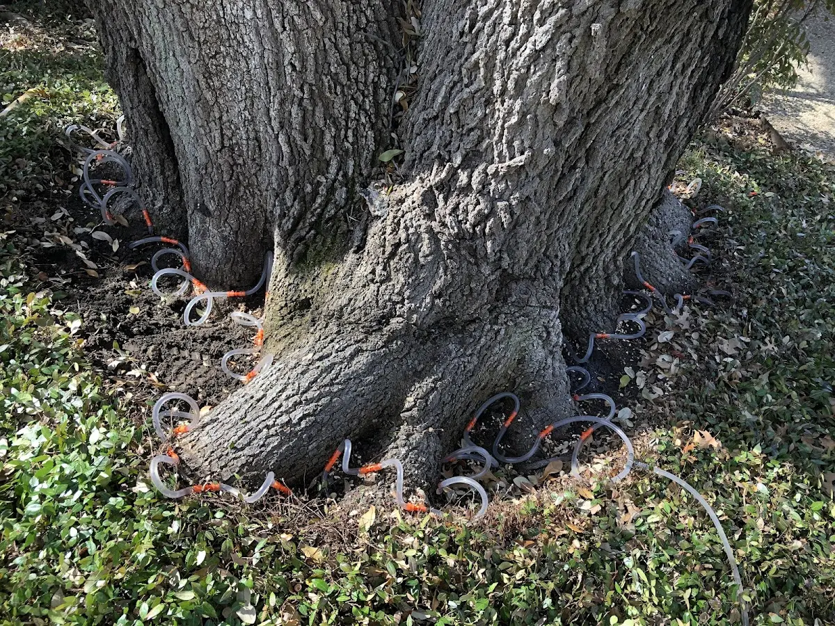 Detailed Tree Cabling and Bracing job site in Cooks